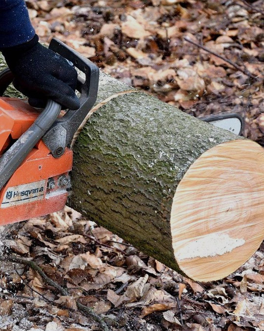 Lignum congelatum in regione Khabarovsk secans